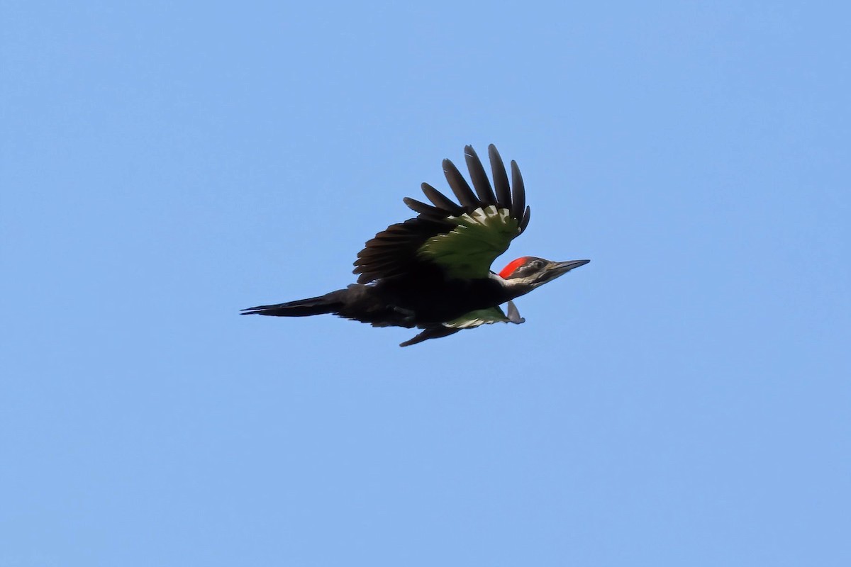 Pileated Woodpecker - ML620626656