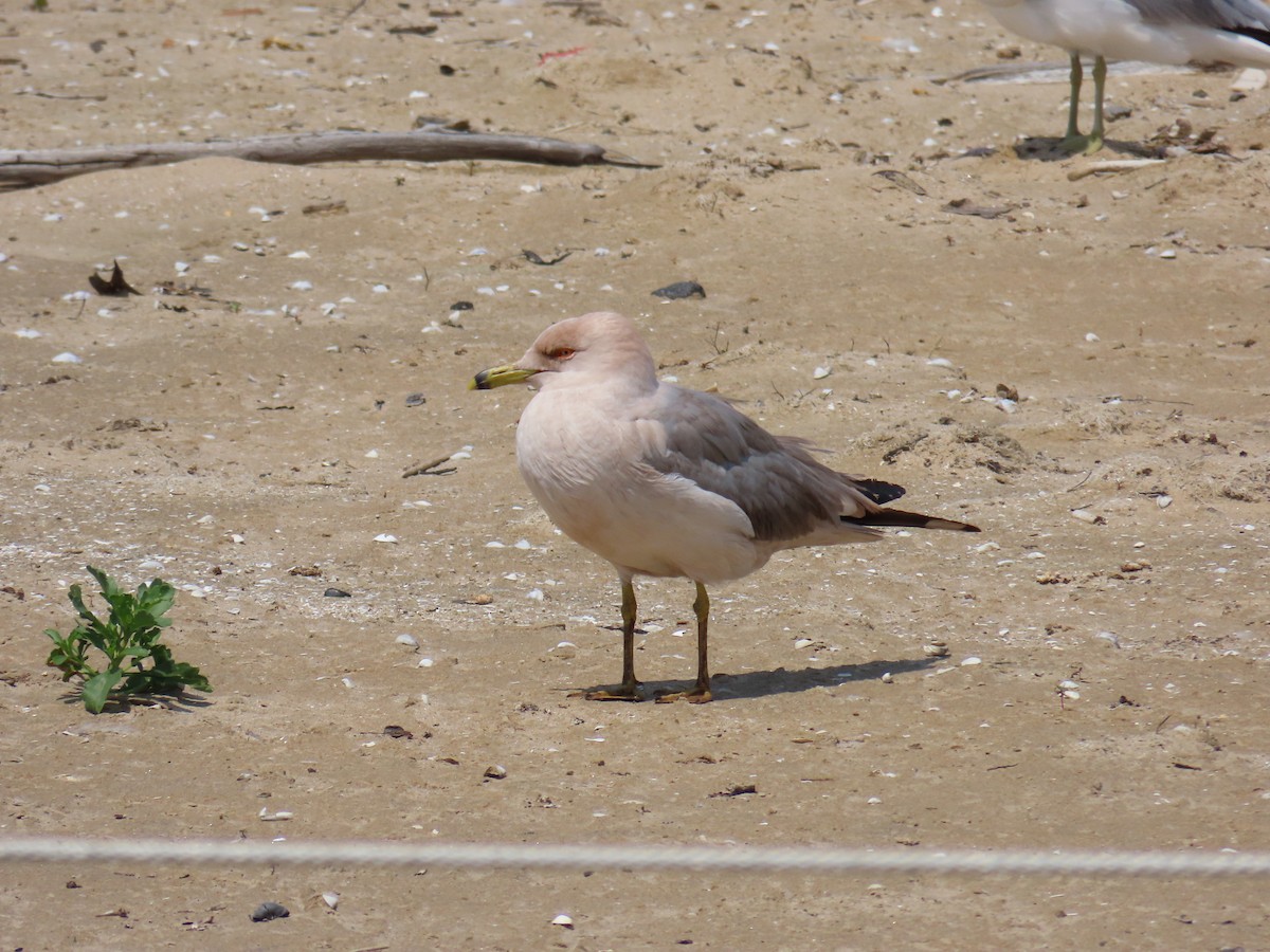 Ring-billed Gull - ML620626657