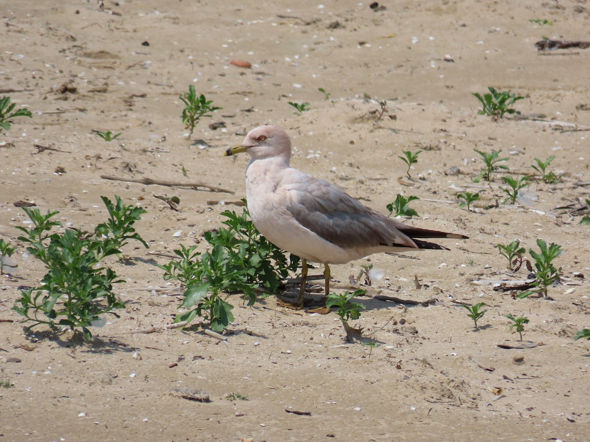 Ring-billed Gull - ML620626658