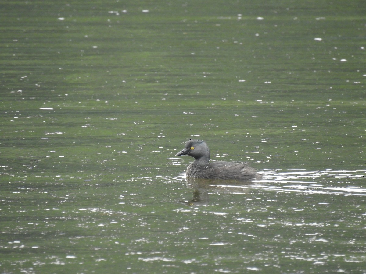 Least Grebe - ML620626659