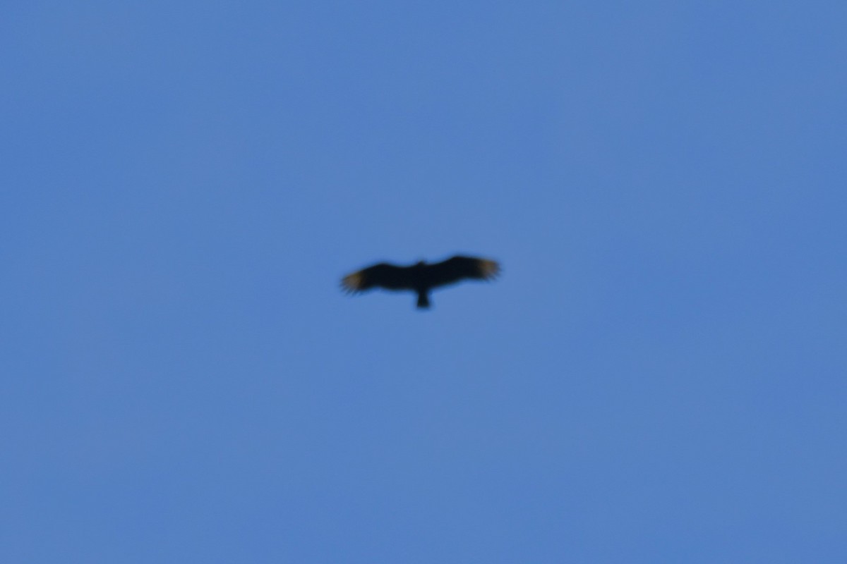 Black Vulture - ML620626664