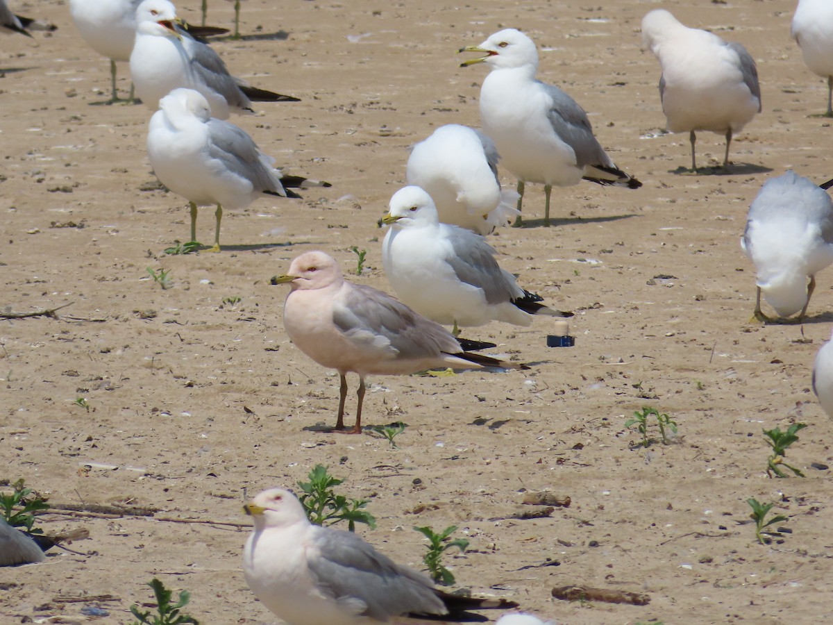 Ring-billed Gull - ML620626666