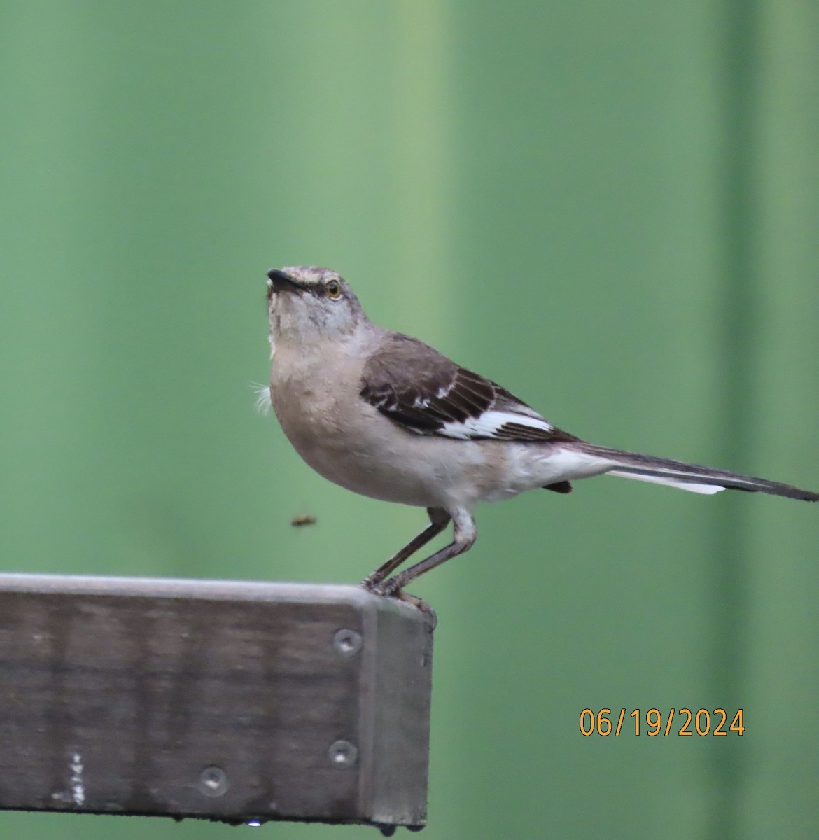 Northern Mockingbird - ML620626669