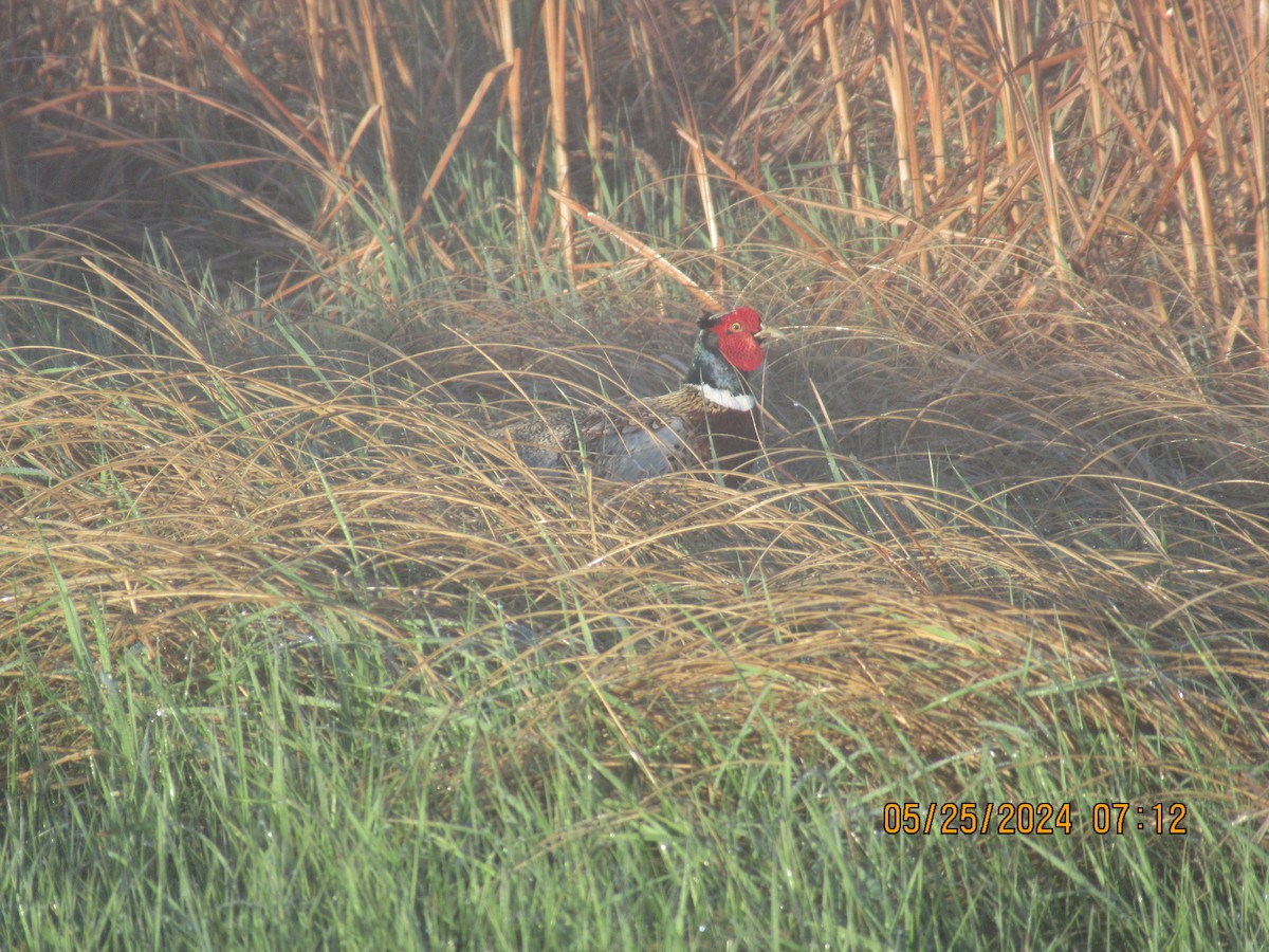 Ring-necked Pheasant - ML620626670