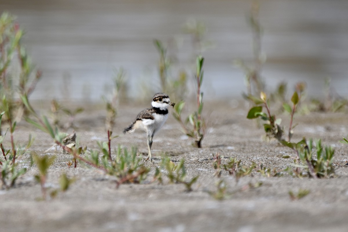 Killdeer - ML620626673