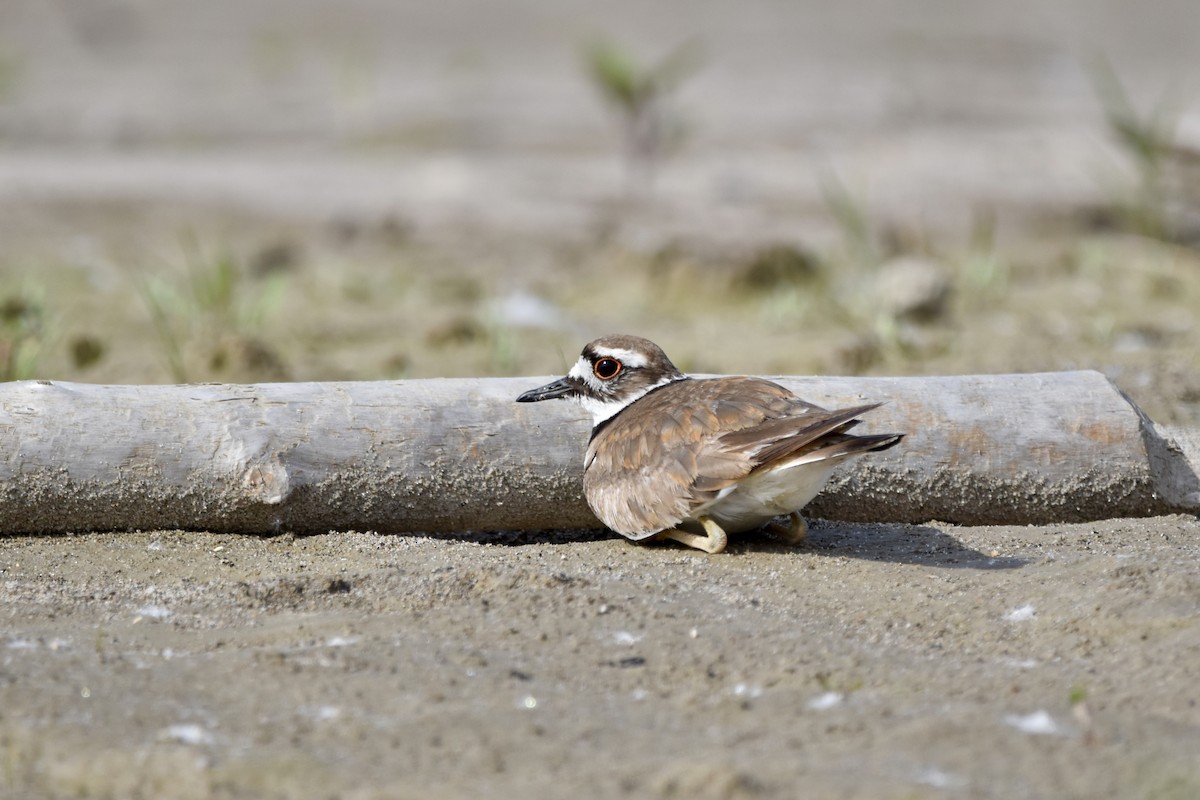 Killdeer - ML620626674