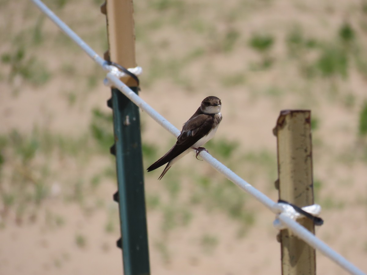 Bank Swallow - ML620626677