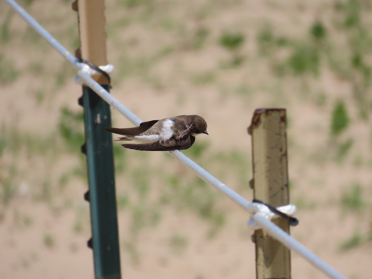 Bank Swallow - ML620626678