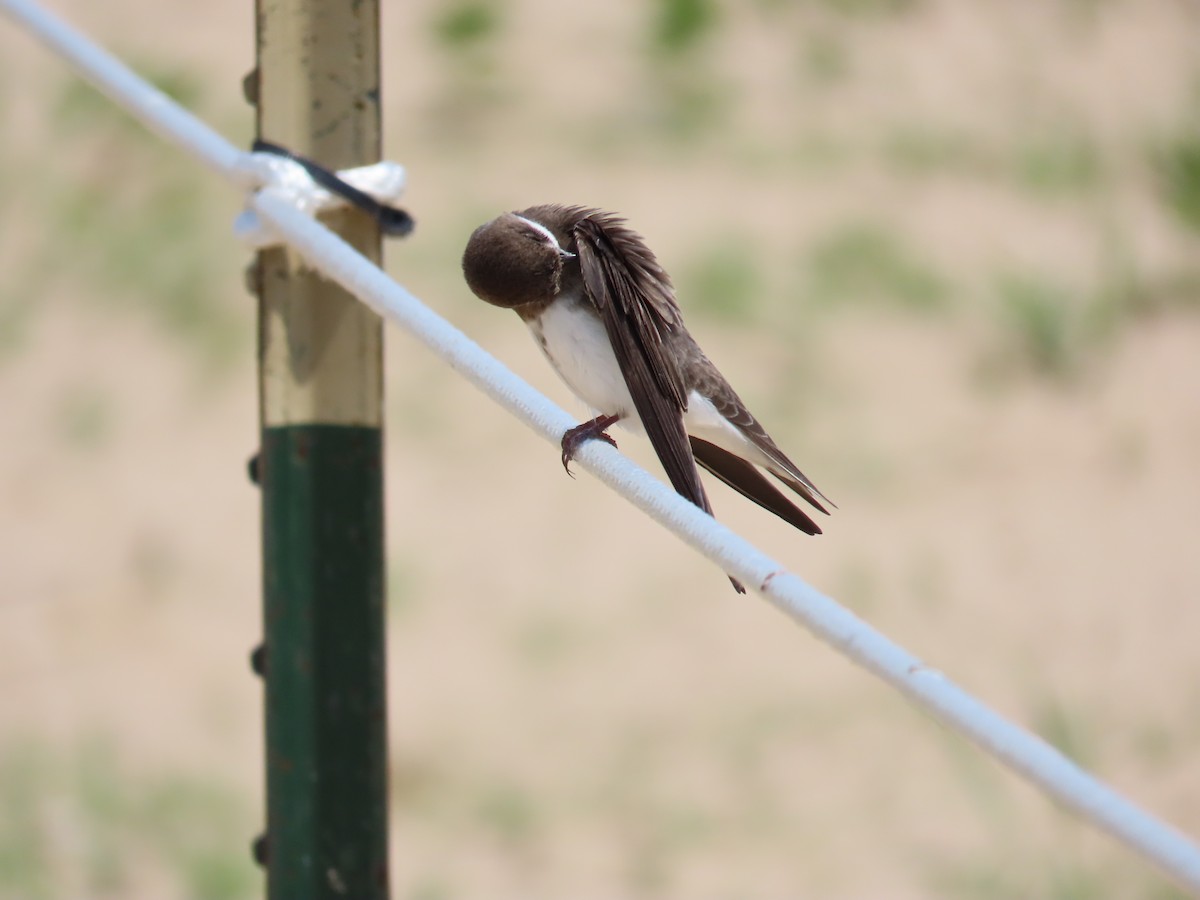 Bank Swallow - ML620626679