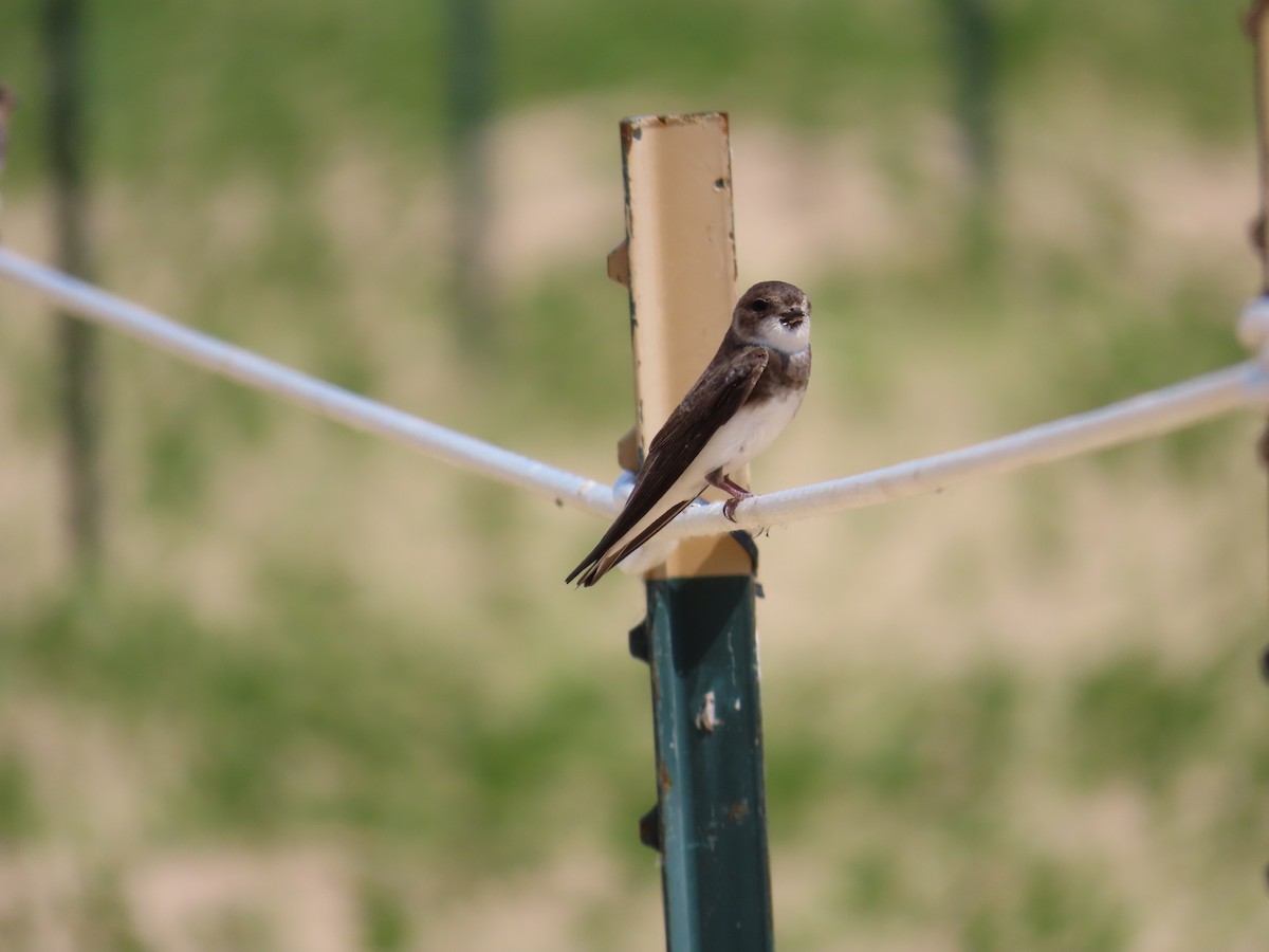 Bank Swallow - ML620626680