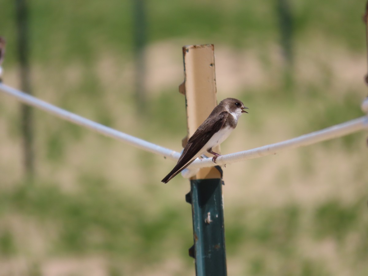 Bank Swallow - ML620626681