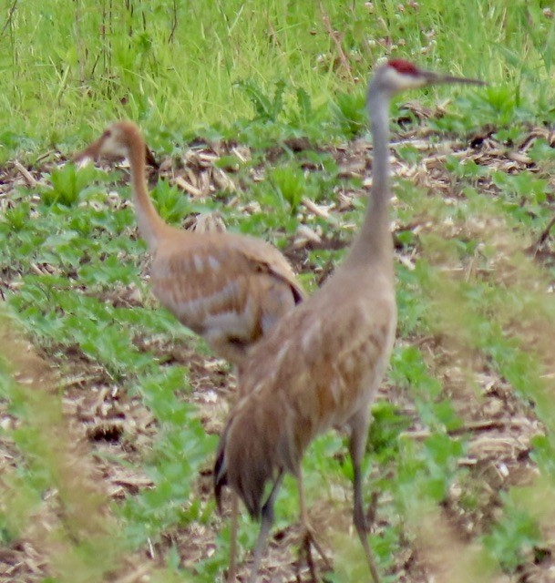 Sandhill Crane - ML620626684