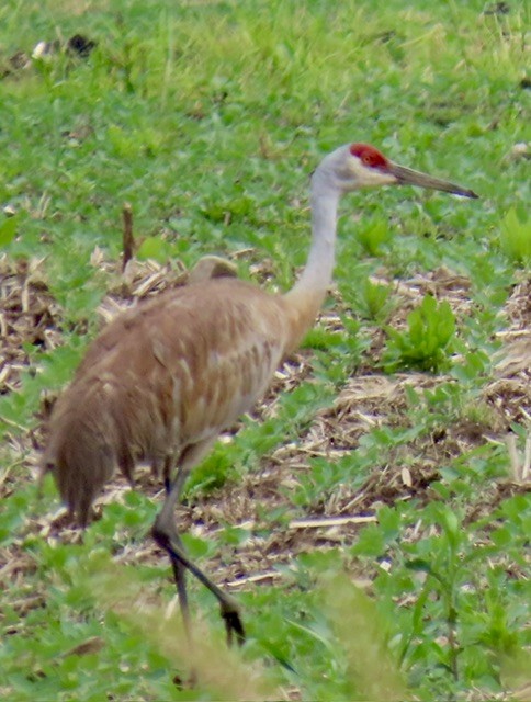 Sandhill Crane - ML620626685