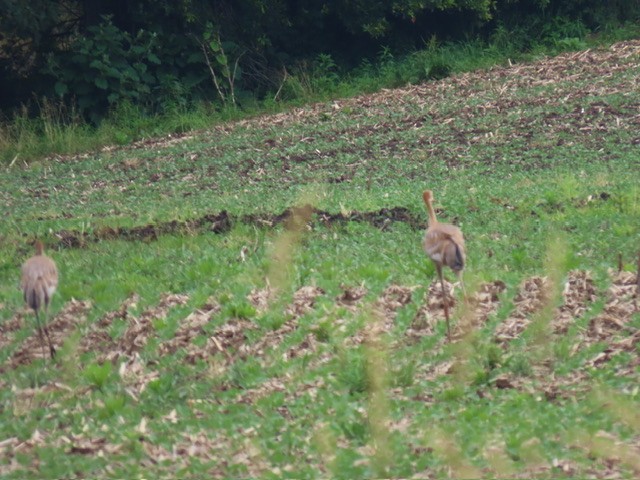 Sandhill Crane - ML620626686