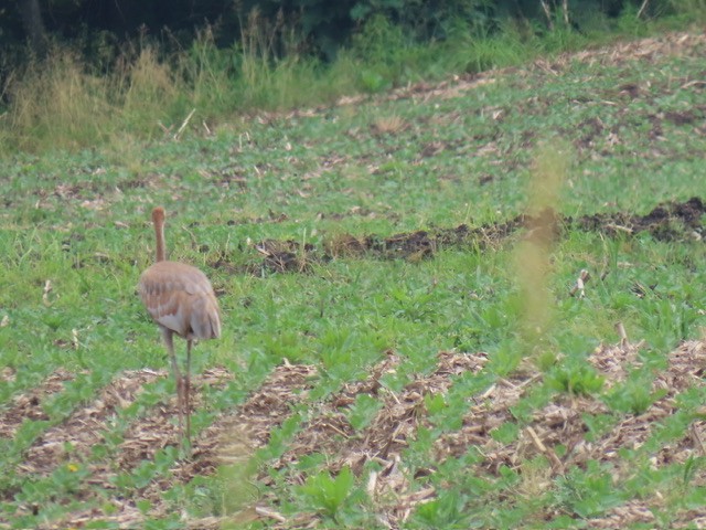 Sandhill Crane - ML620626687