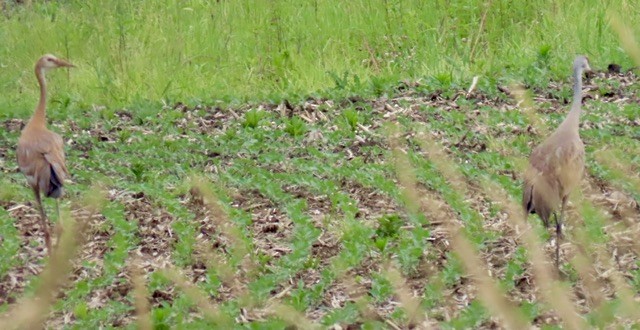 Sandhill Crane - ML620626688