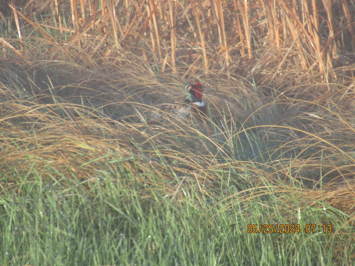 Ring-necked Pheasant - ML620626691