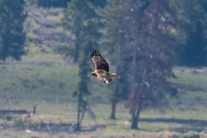 Red-tailed Hawk - ML620626693