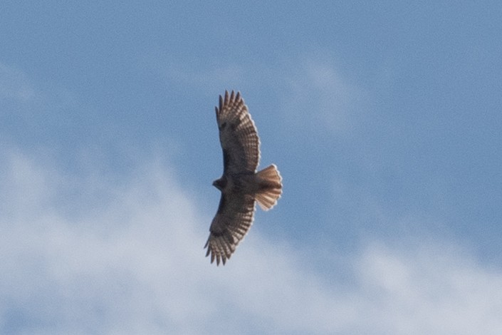 Red-tailed Hawk - Yixiao Liu