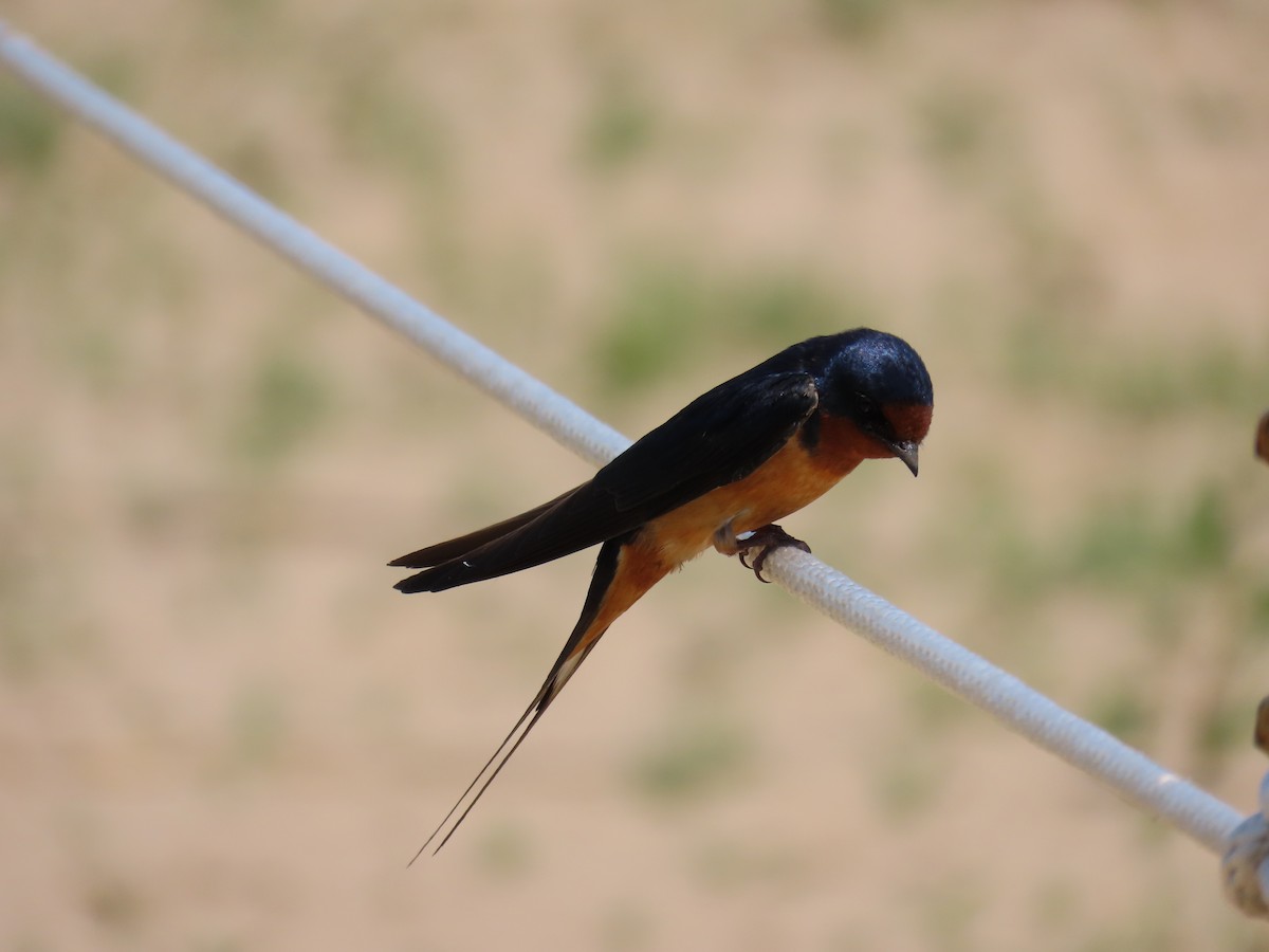 Barn Swallow - ML620626695