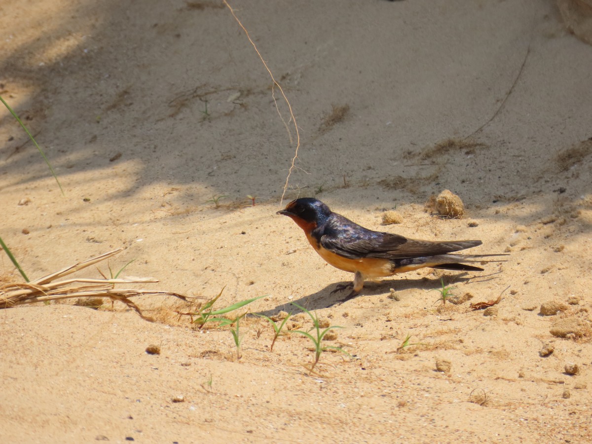 Barn Swallow - ML620626696