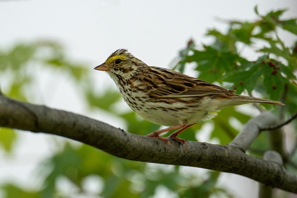 Savannah Sparrow - ML620626700