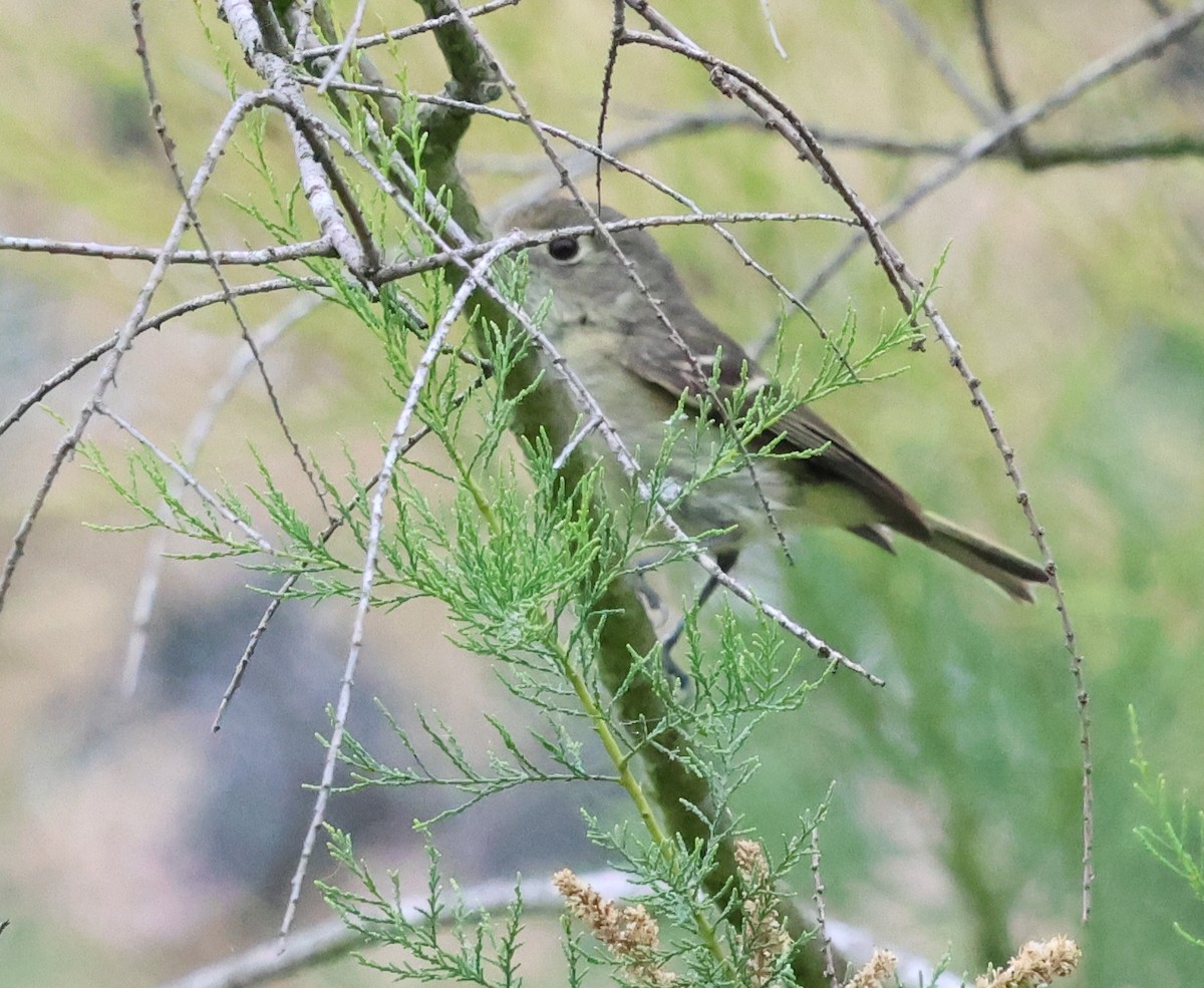 Hutton's Vireo - Sally Veach