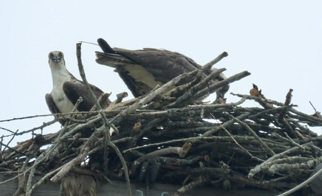 Balbuzard pêcheur - ML620626702