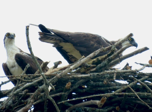 Balbuzard pêcheur - ML620626703