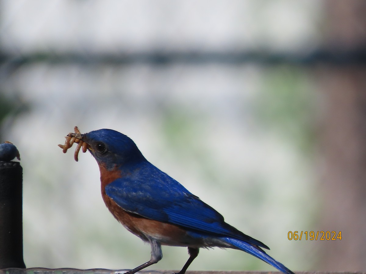 Eastern Bluebird - ML620626710