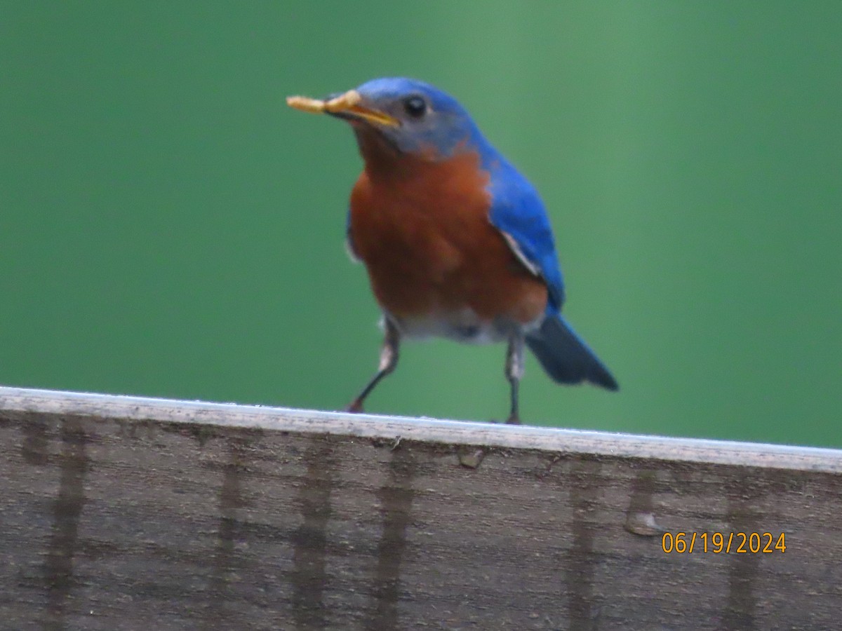 Eastern Bluebird - ML620626711