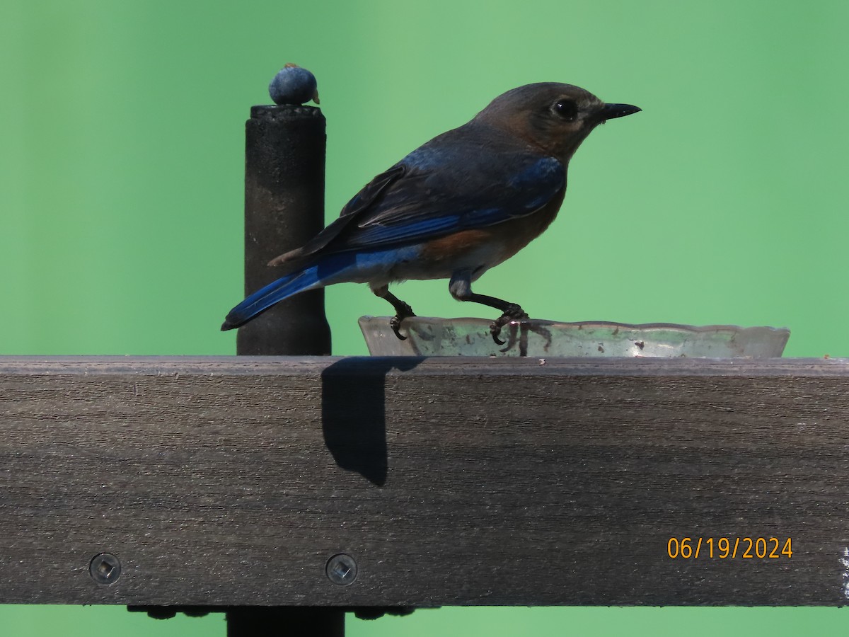 Eastern Bluebird - ML620626712