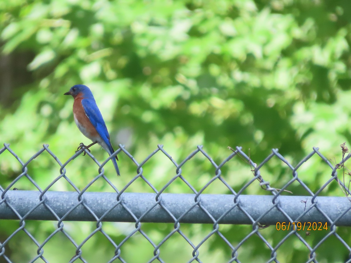 Eastern Bluebird - ML620626713