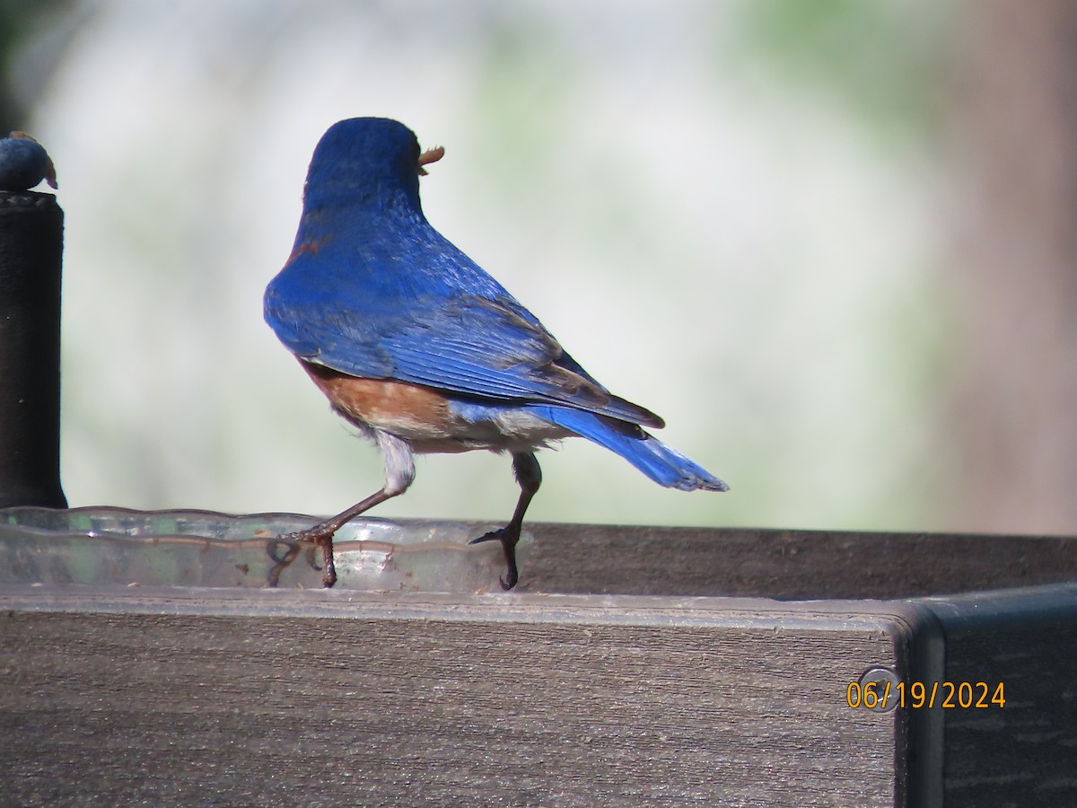 Eastern Bluebird - Susan Leake