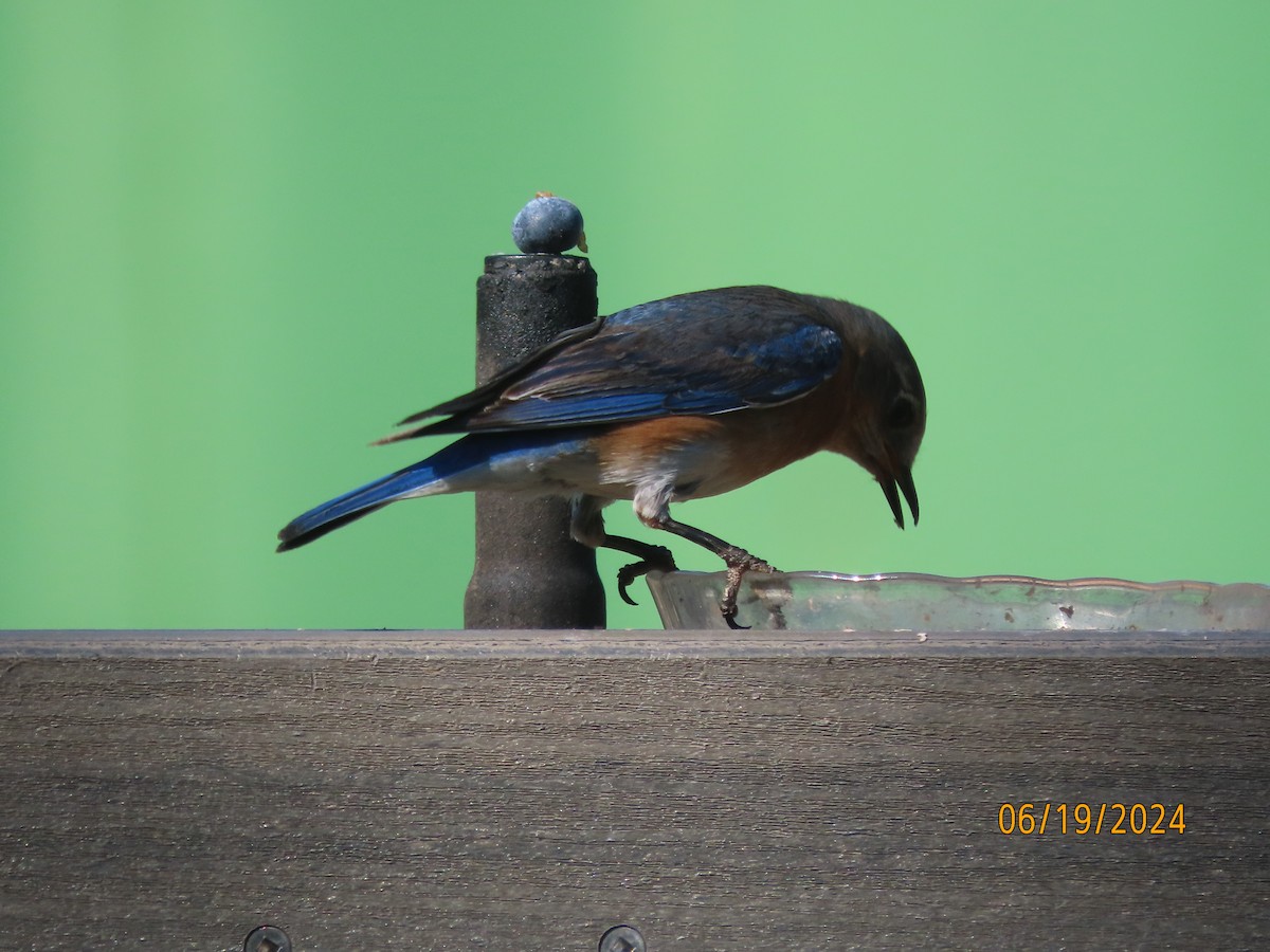 Eastern Bluebird - ML620626715