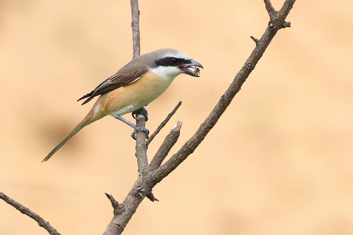 Alcaudón Pardo (lucionensis) - ML620626716