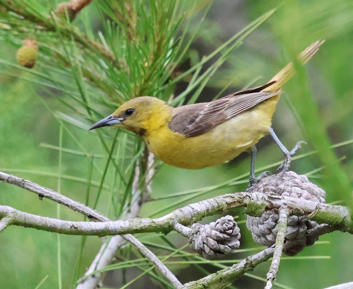 Hooded Oriole - Sally Veach