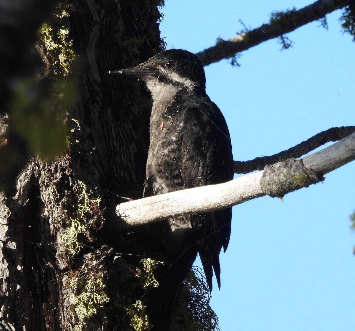 Black-backed Woodpecker - ML620626720