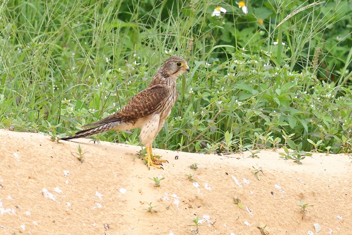 Faucon crécerelle (groupe tinnunculus) - ML620626721