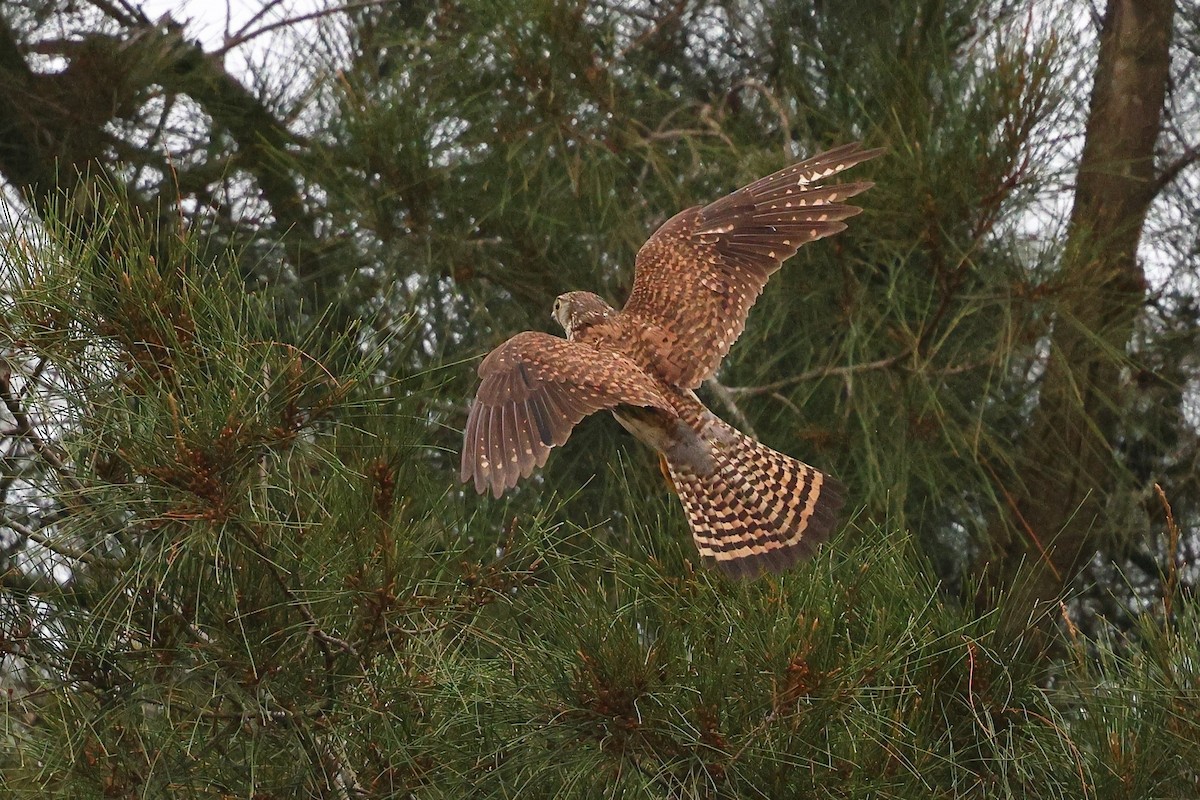 Eurasian Kestrel (Eurasian) - ML620626722