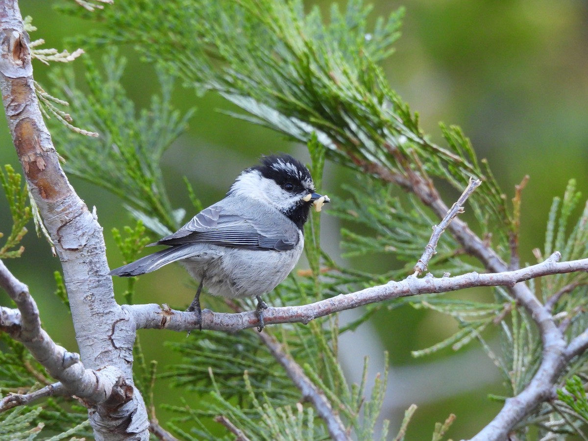 Mountain Chickadee - ML620626723