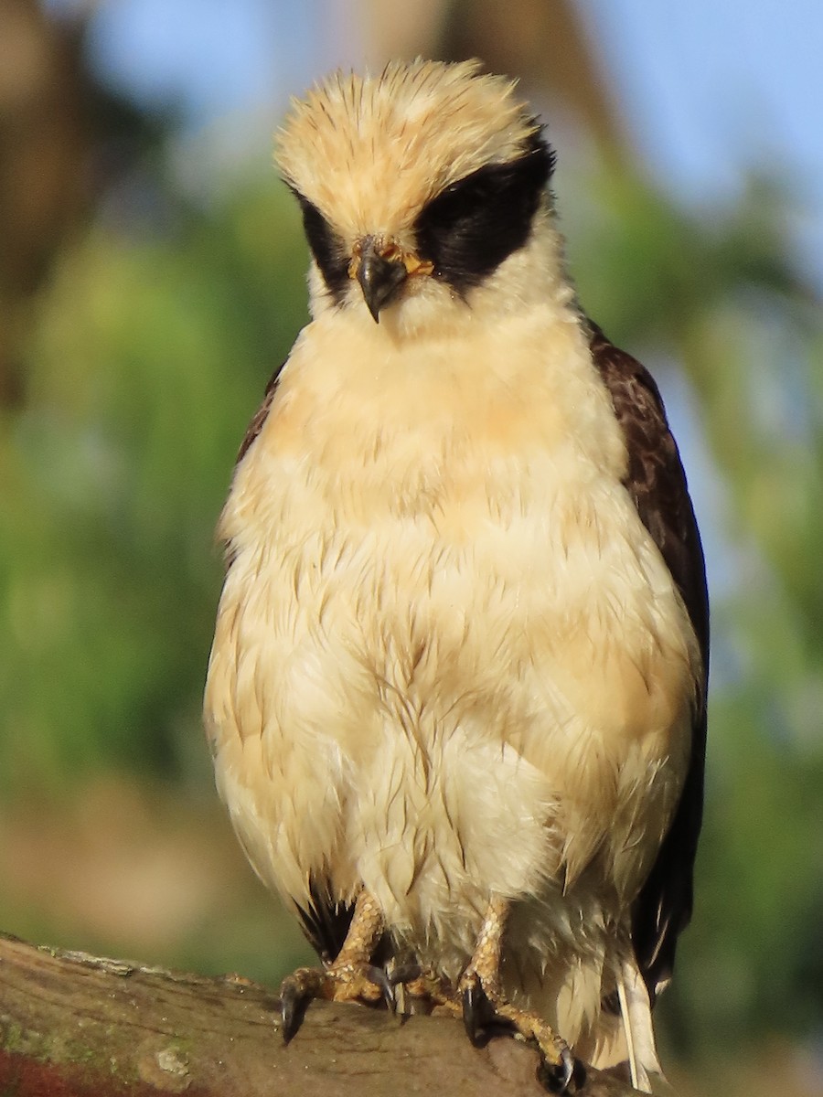 Laughing Falcon - ML620626724