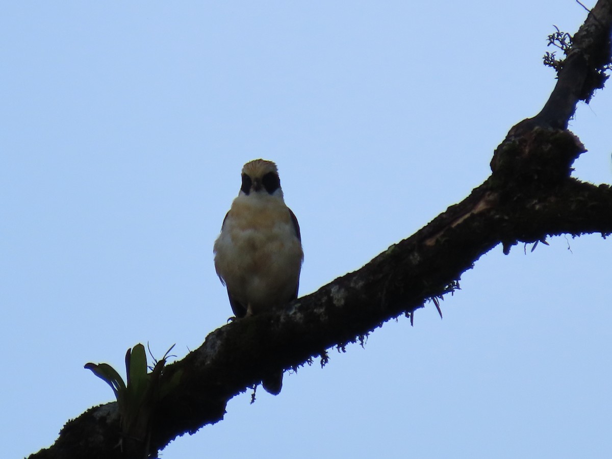 Laughing Falcon - ML620626726