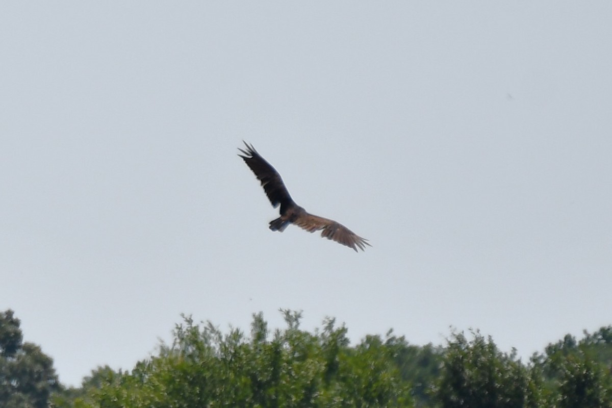 Turkey Vulture - ML620626732