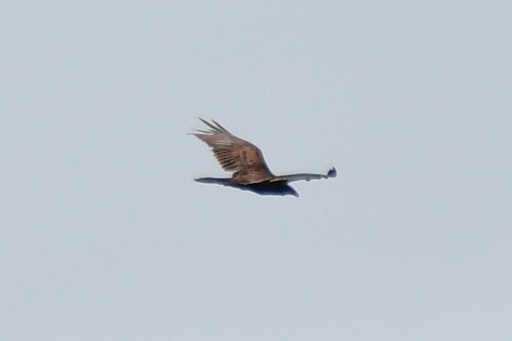 Turkey Vulture - ML620626734