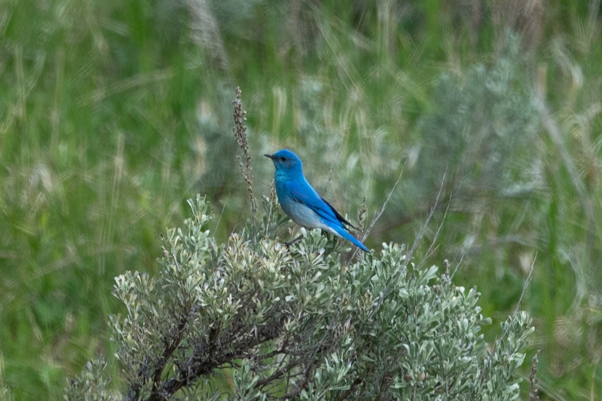 Mountain Bluebird - Yixiao Liu