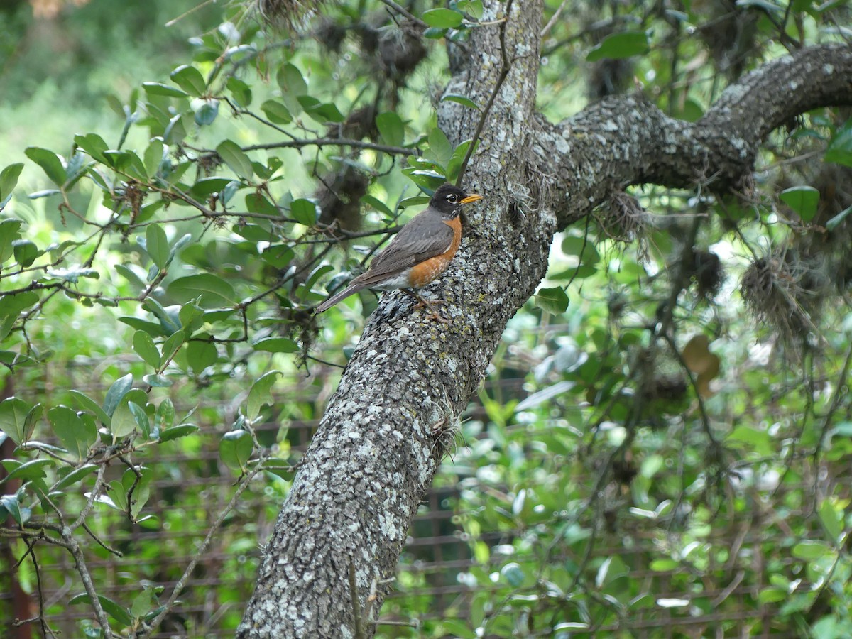 American Robin - ML620626737