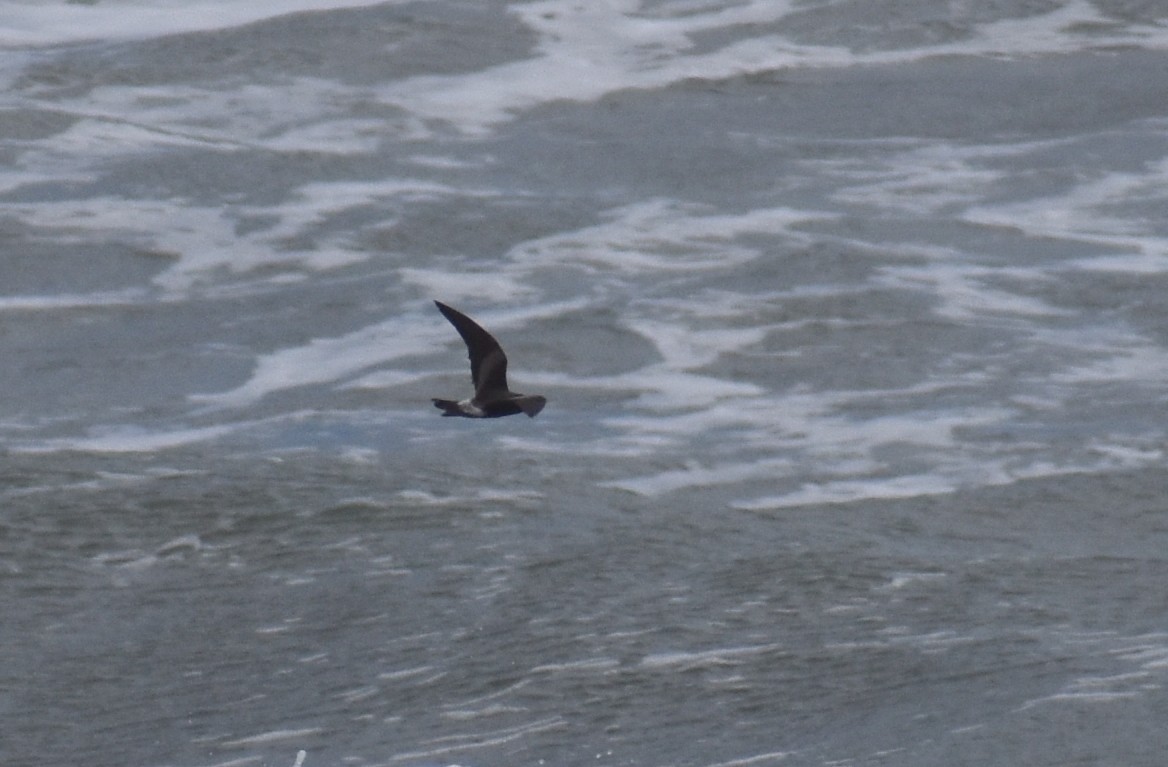 Leach's Storm-Petrel - ML620626740