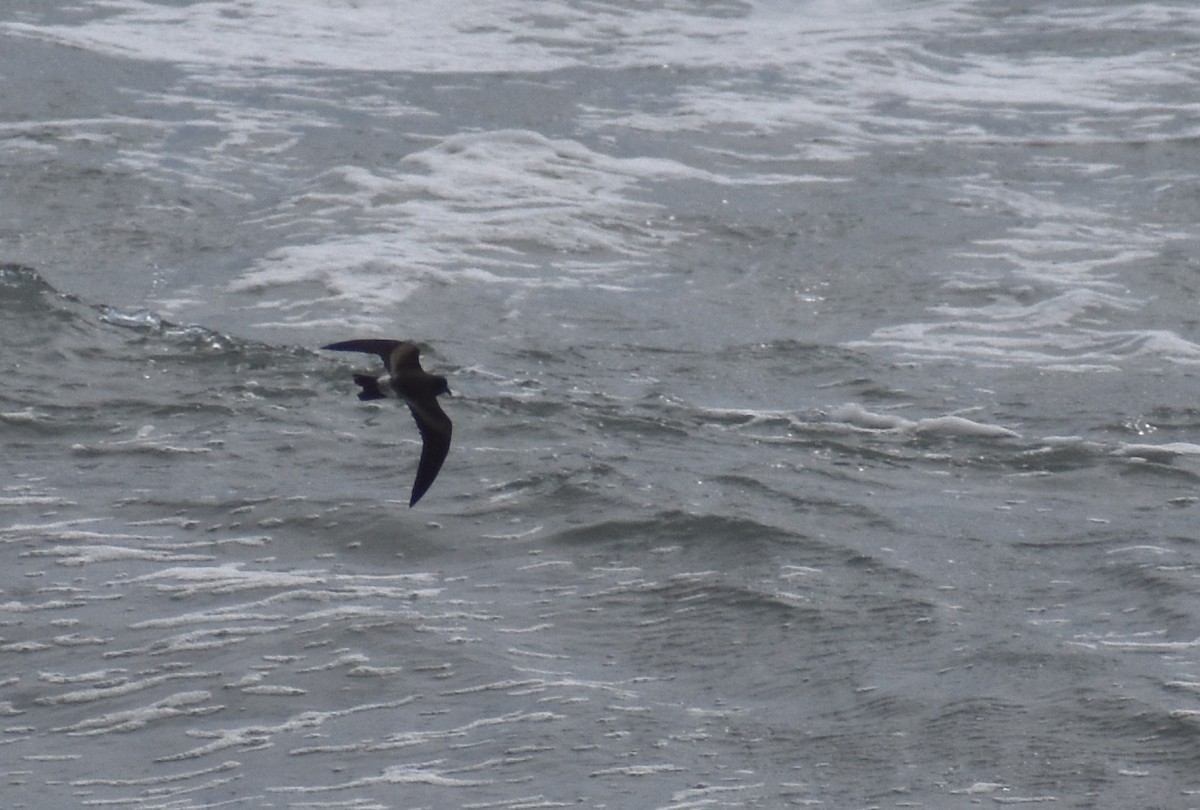 Leach's Storm-Petrel - ML620626741