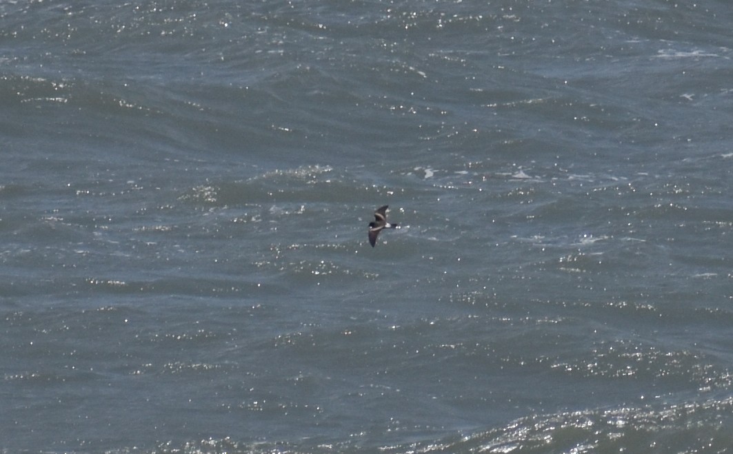 Leach's Storm-Petrel - ML620626742